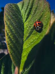 Attēlu rezultāti vaicājumam “Coccinella septempunctata imago”