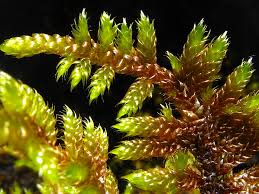 Attēlu rezultāti vaicājumam “Hypnum cupressiforme sporophyte”