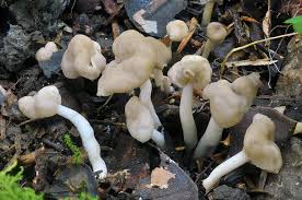 Attēlu rezultāti vaicājumam “Helvella elastica”