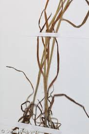 Attēlu rezultāti vaicājumam “Anisantha tectorum fruit”