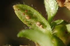 Attēlu rezultāti vaicājumam “Neocudoniella albiceps”