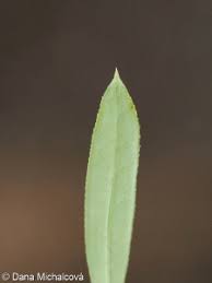 Attēlu rezultāti vaicājumam “Galium schultesii flower”