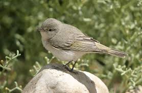 Image result for Phylloscopus orientalis
