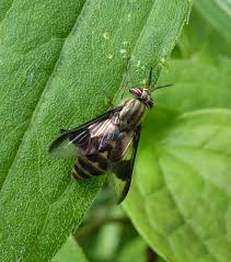 Attēlu rezultāti vaicājumam “Tabanidae”