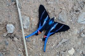 Attēlu rezultāti vaicājumam “Riodinidae”