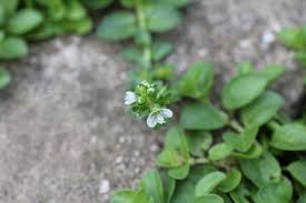 Attēlu rezultāti vaicājumam “Veronica serpyllifolia bud”