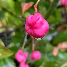 Attēlu rezultāti vaicājumam “Euonymus europaeus bud”