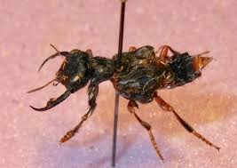 Attēlu rezultāti vaicājumam “Meloe sp. imago”