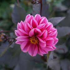 Image result for Dahlia x pinnata `Redskin`