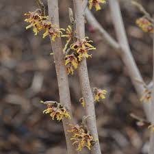 Attēlu rezultāti vaicājumam “Hamamelis vernalis flower”