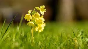 Image result for Schlüsselblumen