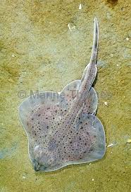 Image result for Leucoraja