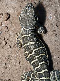 Attēlu rezultāti vaicājumam “Lycogala leopardinum sessile”