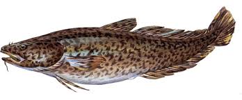 Image result for Lota lota