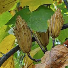 Attēlu rezultāti vaicājumam “Liriodendron tulipifera bud”