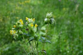 Attēlu rezultāti vaicājumam “Rhinanthus serotinus flower”
