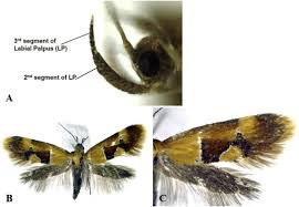 Attēlu rezultāti vaicājumam “Epicallima formosella”