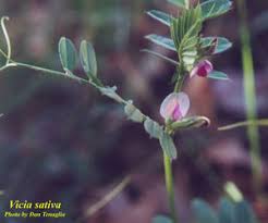 Attēlu rezultāti vaicājumam “Vicia angustifolia leaf”