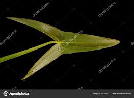 Attēlu rezultāti vaicājumam “Sagittaria sagittifolia leaf”
