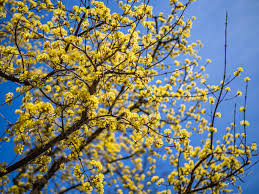 Attēlu rezultāti vaicājumam “Cornus mas flower”