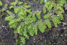 Attēlu rezultāti vaicājumam “Pleuridium subulatum”