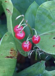 Attēlu rezultāti vaicājumam “Convallaria majalis fruit”