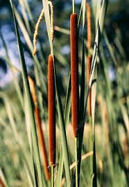 Attēlu rezultāti vaicājumam “Typha angustifolia”