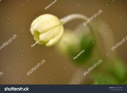 Attēlu rezultāti vaicājumam “Anemone sylvestris bud”