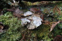 Attēlu rezultāti vaicājumam “Skeletocutis carneogrisea”