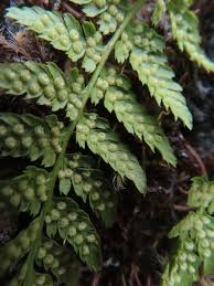Attēlu rezultāti vaicājumam “Dryopteris expansa”