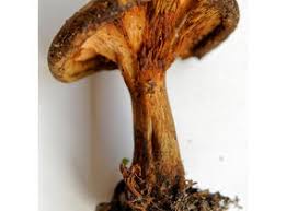 Attēlu rezultāti vaicājumam “Boletales”