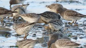 Attēlu rezultāti vaicājumam “Calidris alba adult”