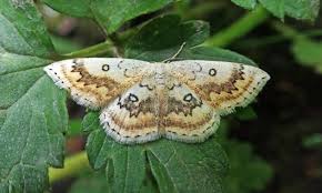 Attēlu rezultāti vaicājumam “Cyclophora annularia”