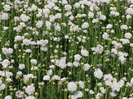 Image result for Grasnelke