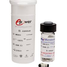 Attēlu rezultāti vaicājumam “Enteridium variabile macro”