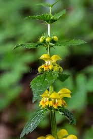 Attēlu rezultāti vaicājumam “Lamiastrum galeobdolon leaf”