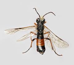 Attēlu rezultāti vaicājumam “Tenthredo campestris female”
