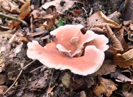 Attēlu rezultāti vaicājumam “Abortiporus biennis”