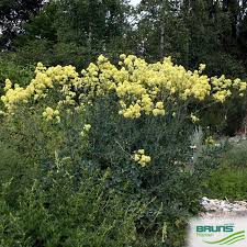 Attēlu rezultāti vaicājumam “Thalictrum flavum bud”