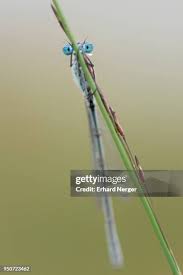 Attēlu rezultāti vaicājumam “Enallagma cyathigerum male”