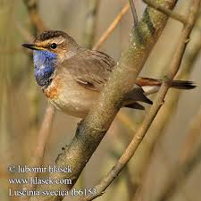 Attēlu rezultāti vaicājumam “Luscinia svecica adult”