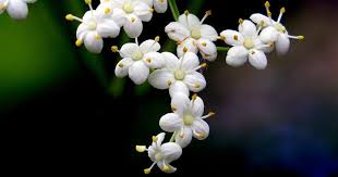 Attēlu rezultāti vaicājumam “Sambucus nigra flower”