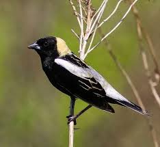 Image result for Dolichonyx oryzivorus