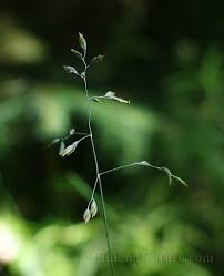 Attēlu rezultāti vaicājumam “Poa humilis”