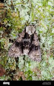 Attēlu rezultāti vaicājumam “Acronicta alni”