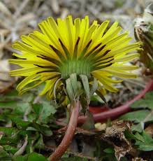 Attēlu rezultāti vaicājumam “Taraxacum suecicum flower”