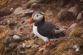 Image result for Fratercula arctica