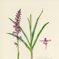 Attēlu rezultāti vaicājumam “Gymnadenia conopsea leaf”