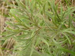 Attēlu rezultāti vaicājumam “Pulsatilla pratensis bud”
