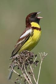 Image result for Emberiza aureola